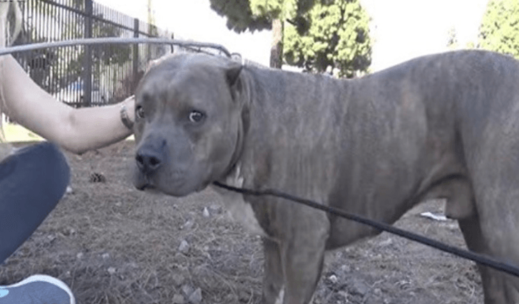 Sårede Pit Bull skriger og klynker af smerte, når redningsfolk nærmer sig og redder ham fra togskinner