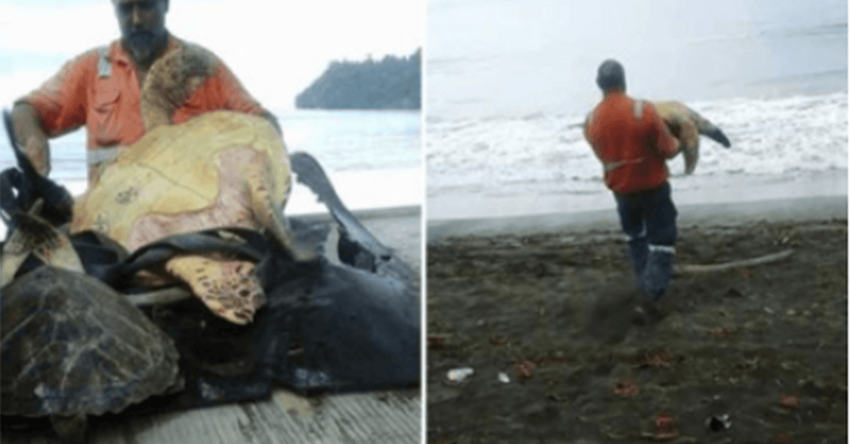 Denne mand fra Greymouth køber skildpadde fra det lokale fødevaremarked og slipper dem tilbage til havet