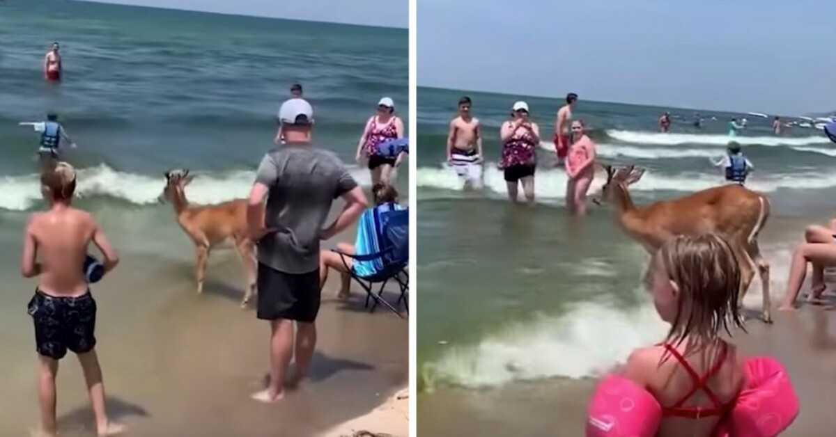 Hjorte dukker op i skoven for at nyde en dag på stranden