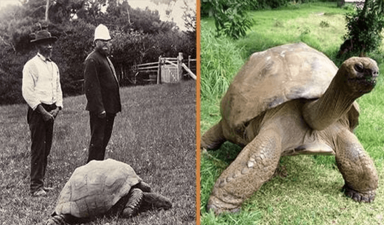 Jonathan, en 189 år gammel skildpadde, blev fotograferet i 1902 og er stadig i live i dag (+8 billeder)