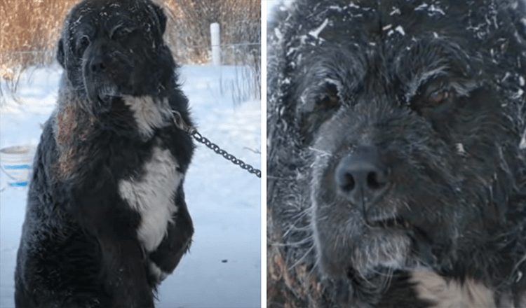 I frosset vejr blev lænket hund fundet på skift med at holde en pote væk fra den kolde jord