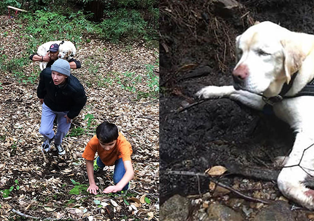 Blind hund tabt i skoven i 1 uge fundet og reddet af en brandmand