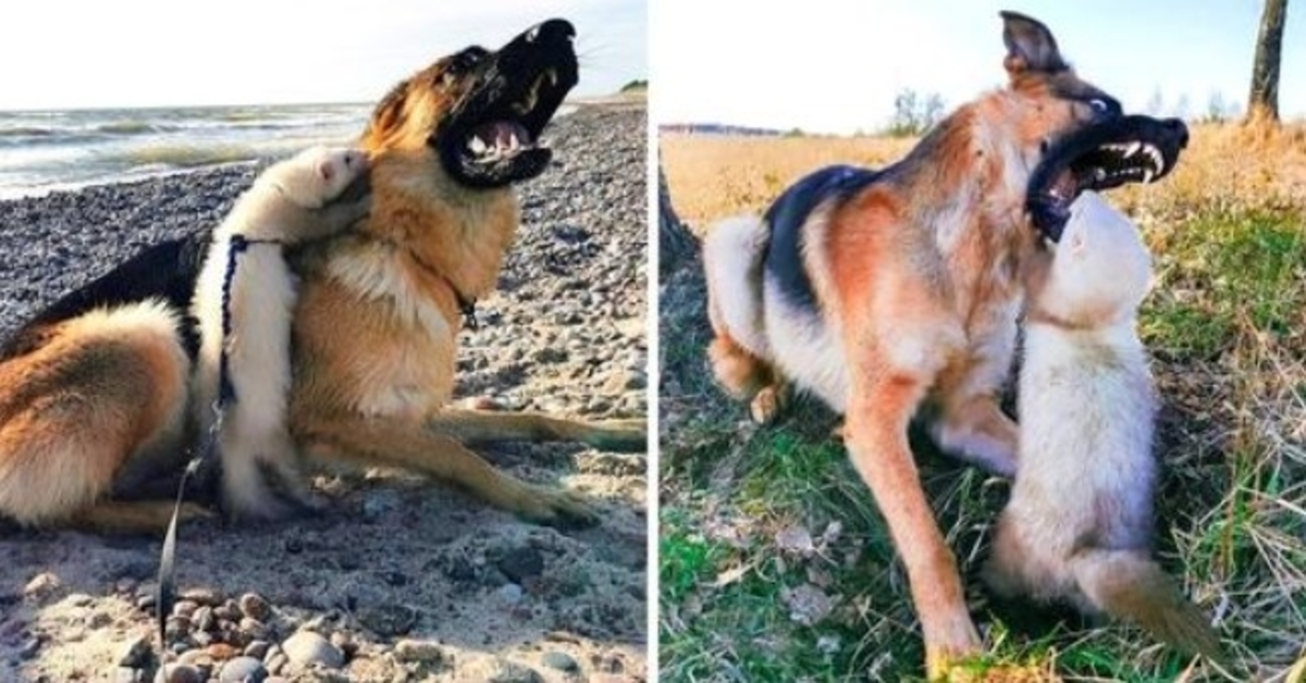 Kvinde håbede, at stor hund og ilder ville blive venner, men hunden åbnede munden