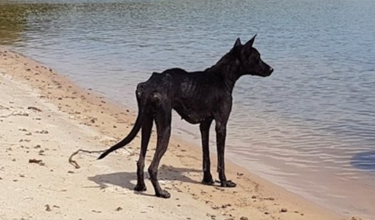 Mand på krydstogt i Amazon Jungle finder hund på øde ø