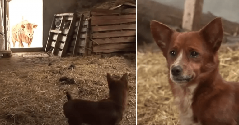 Hund græder glædestårer, når han endelig genforenes med koen, der opfostrede ham