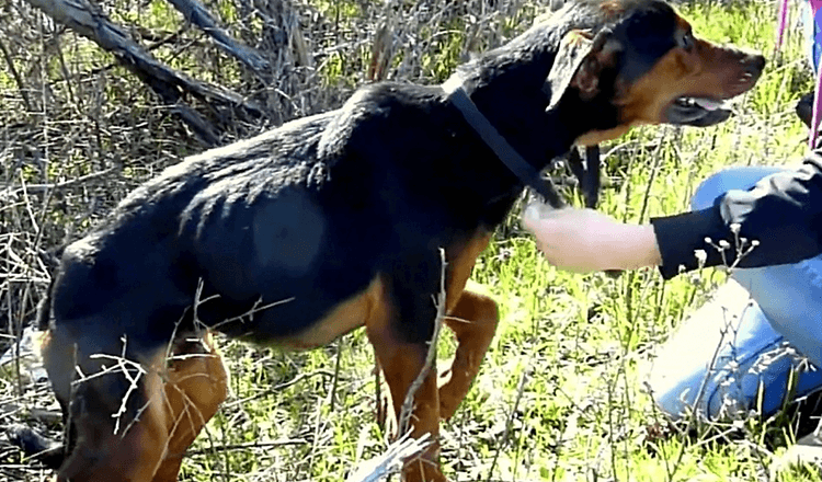 Hund med brækkede bensanser Kvinden er her for at hjælpe, så han springer ind i hendes arme