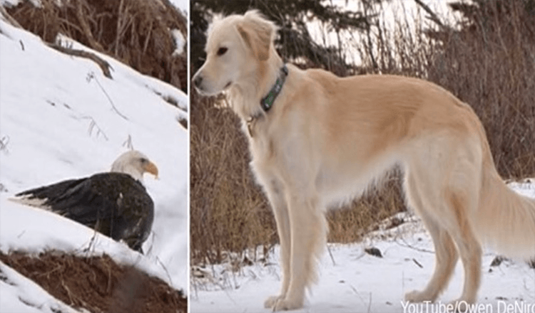 Bald Eagle reddet fra at fryse til døden af Golden Retriever