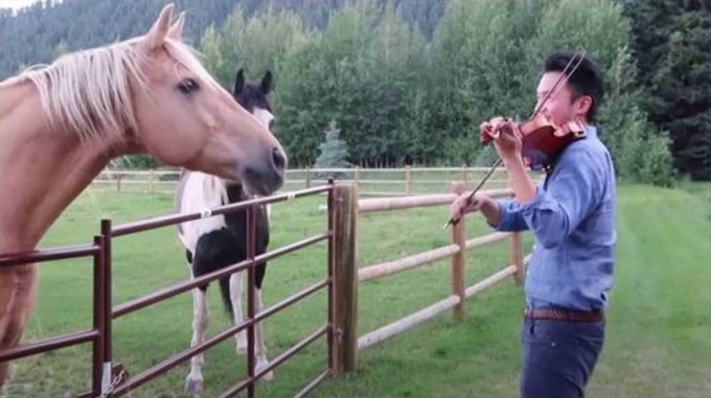 Mand, der spiller violin, får selskab af 2 heste, der “danser” til hans musikalske serenade