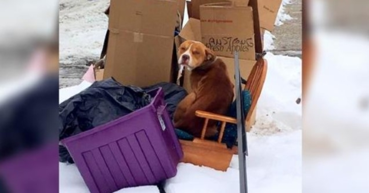 Lænket hund, der er foragtet af ejeren og ikke kunne ligge ned, vil kun have 1 ting