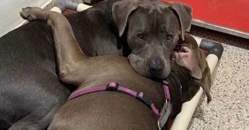 Pitties Who Bonded I Shelter Find et “Together Forever” hjem