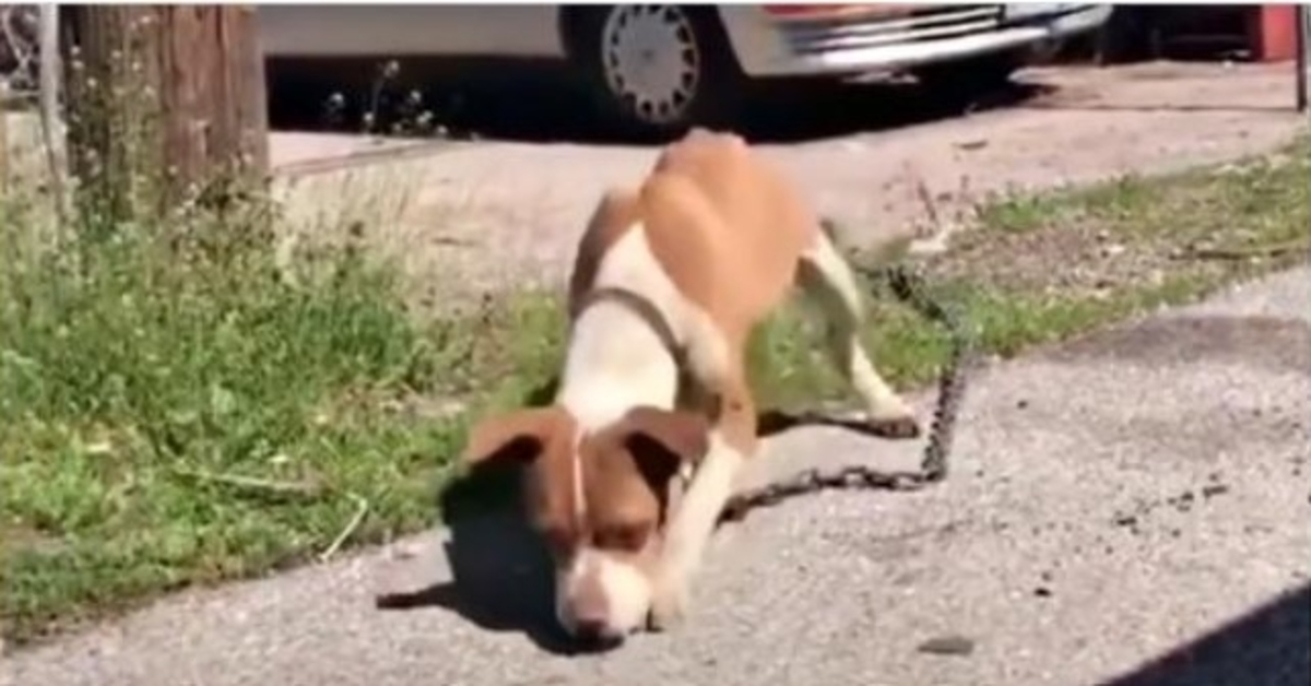 Stray trækker sin magre krop rundt med en kæde, der er tung nok til at trække en bil