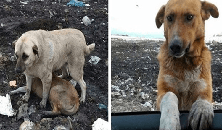 Omstrejfende hund, der boede på skraldepladsen, ville bede folk om at adoptere ham