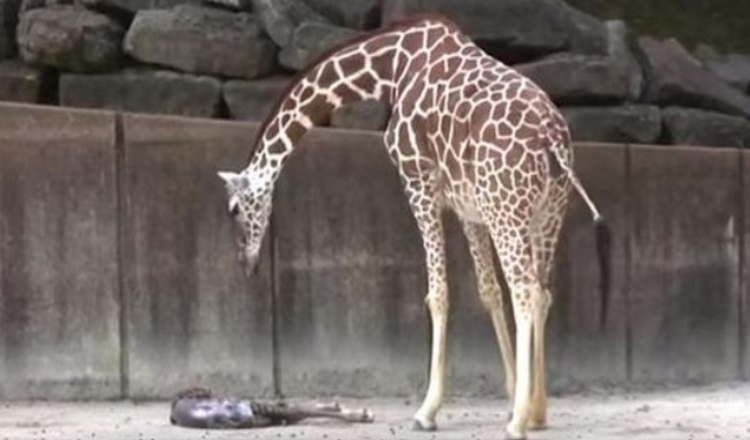 Mama Giraffe ser efter ethvert tegn på liv i hendes udmattede nyfødte baby