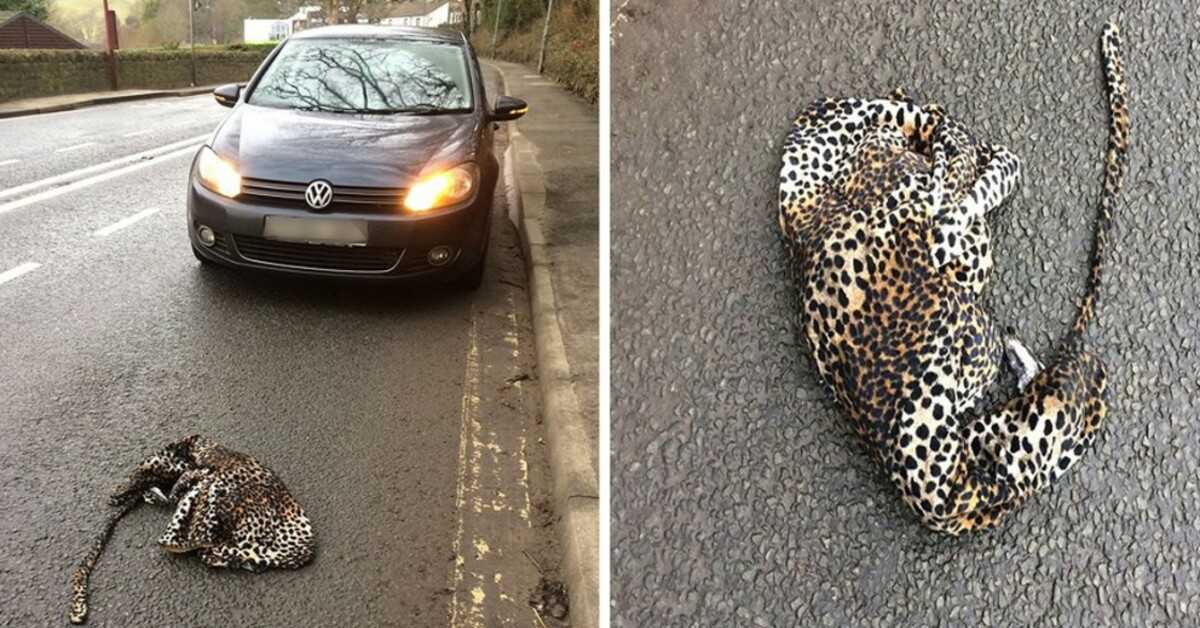 Mand standser sin bil i frygt for at hjælpe kvæstet leopard liggende på vejen