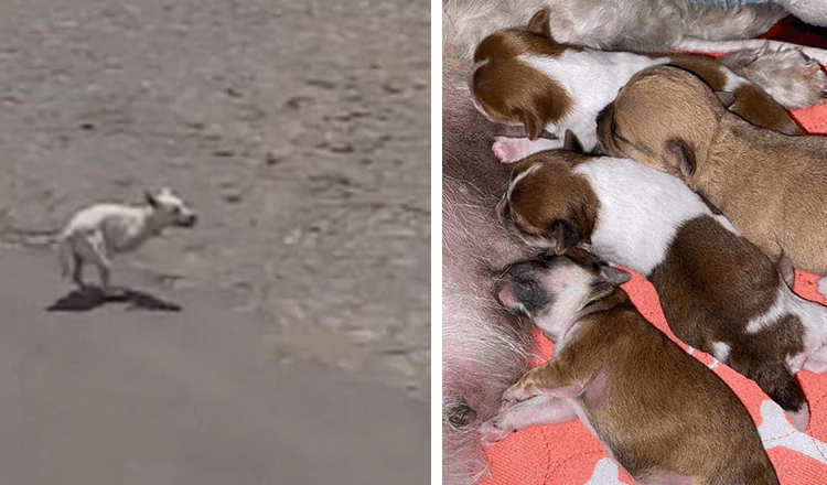 Hunden græd nær stranden af opmærksomhed i håb om, at nogen ville hjælpe hende med hendes nyfødte hvalpe