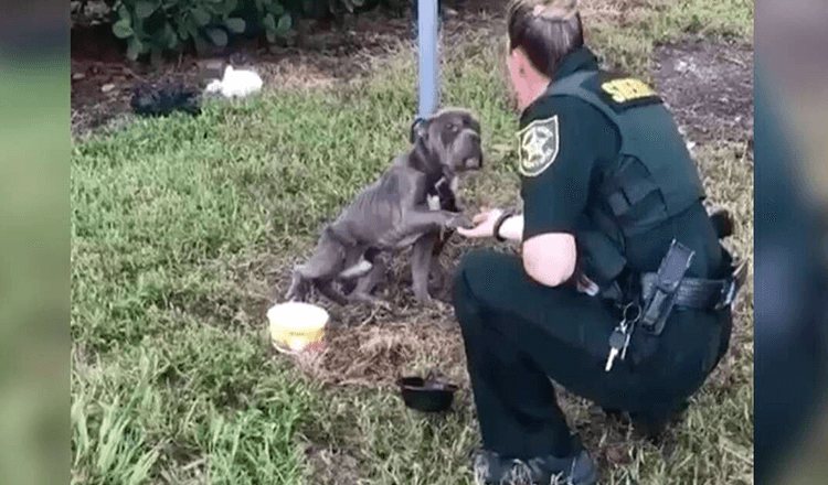 Hund bundet til pæl rækker ud med pote til betjent, der kom for at redde ham