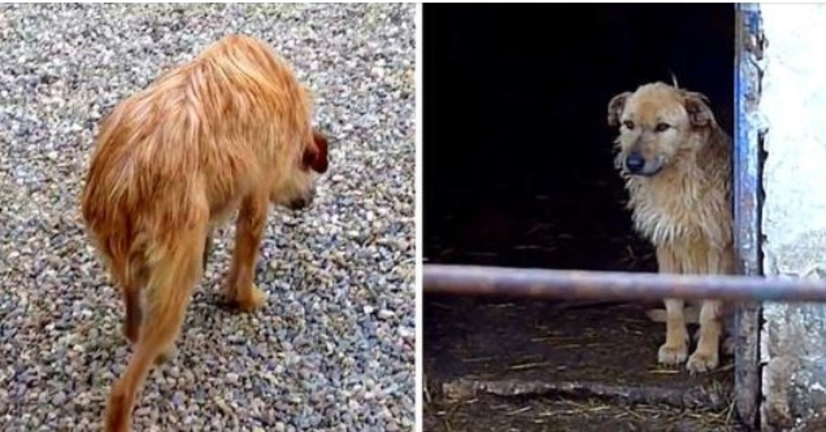 Trist hund, der gik med sænket hoved og sænket hale, får en anden chance