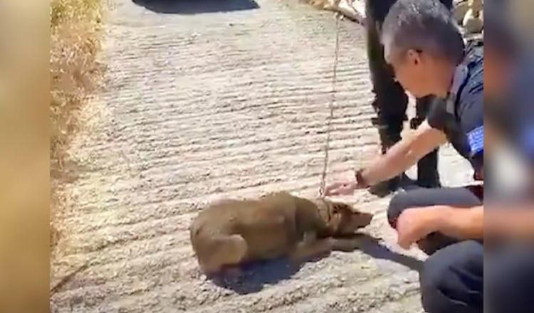 Hund, der har brugt hele sit liv på en kæde, kan nu kun gå i cirkler