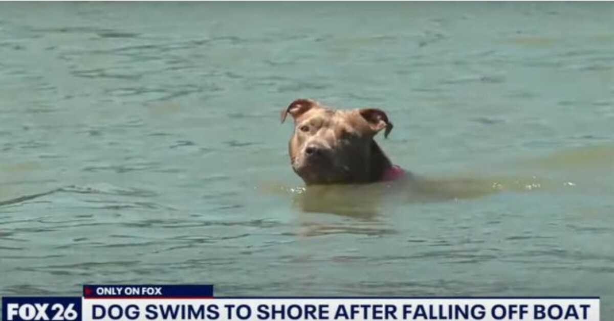 Hund, der faldt af rejebåd fundet i live dage senere efter at have svømmet seks miles til kysten