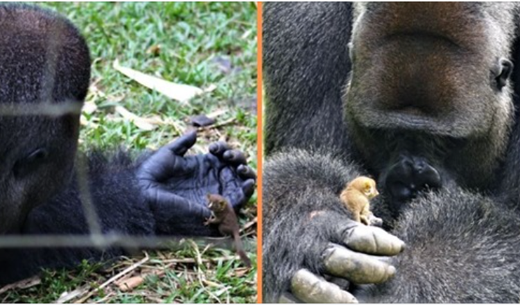 Kæmpe Gorilla danner hjertevarmende venskab med en lille buskebaby