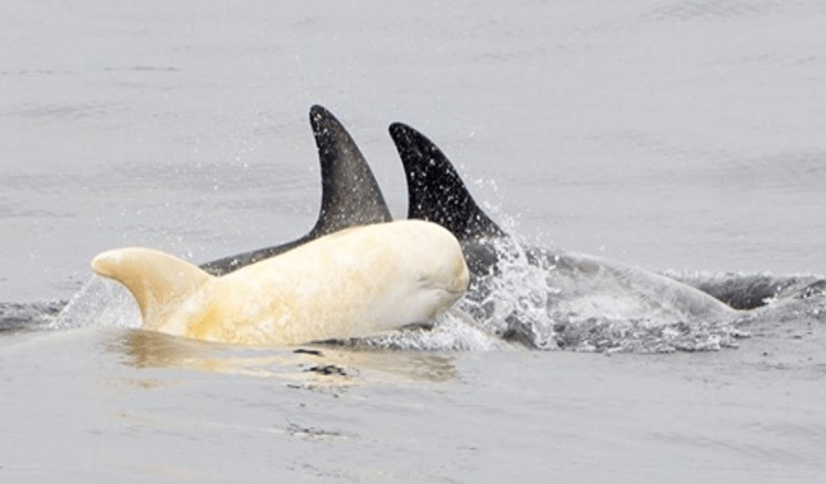 Sjælden albino-delfin blev set, og det er svært at tro, at det er ægte