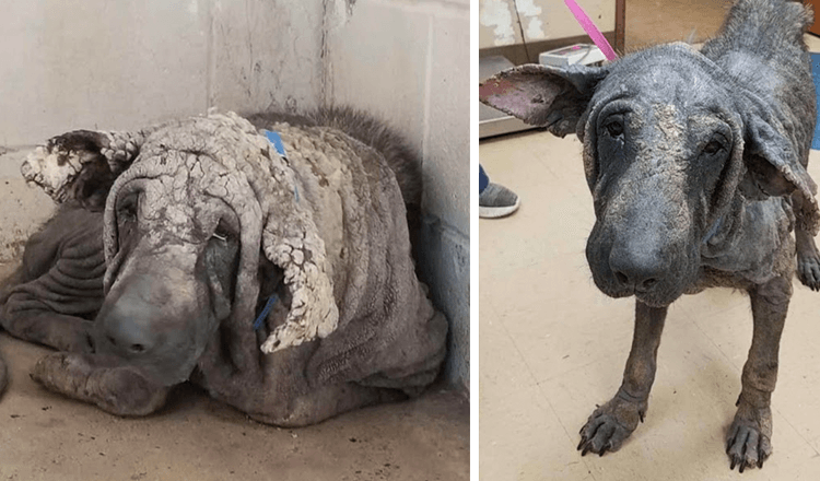 “Statue Dog” kom i ly, blev i hjørnet og kunne ikke bevæge sig