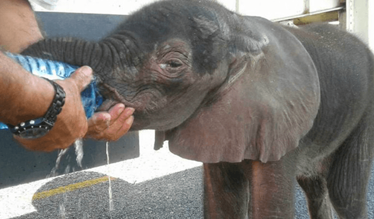 Lille elefant kommer ud af ingenting, den blev stoppet af en gruppe lastbilchauffører