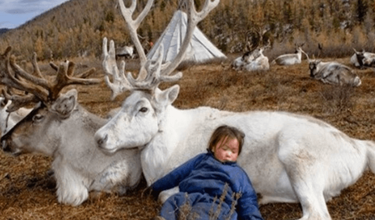 Fascinerende billeder af rensdyrfolk, der bor i Mongoliet (8+ billeder)