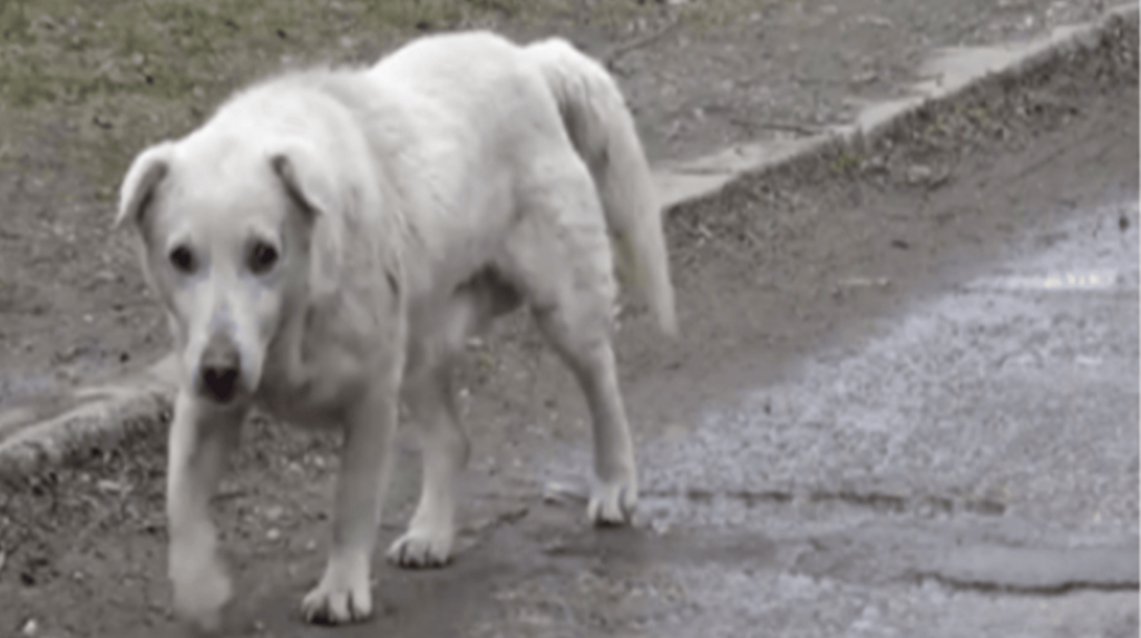 Hund forlod hjerteknust efter genforening med ejeren, der ikke ville have ham mere