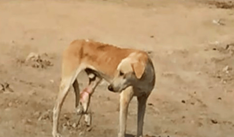 Sulten gadehund med fanget ben kan ikke forstå sin smerte, og de går forbi ham