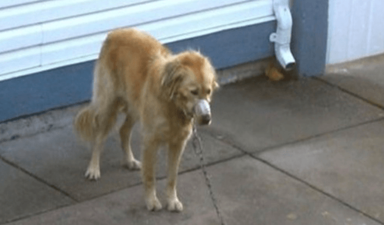 Par ser på, mens naboens golden retriever bliver forsømt, indtil de ikke kan se mere