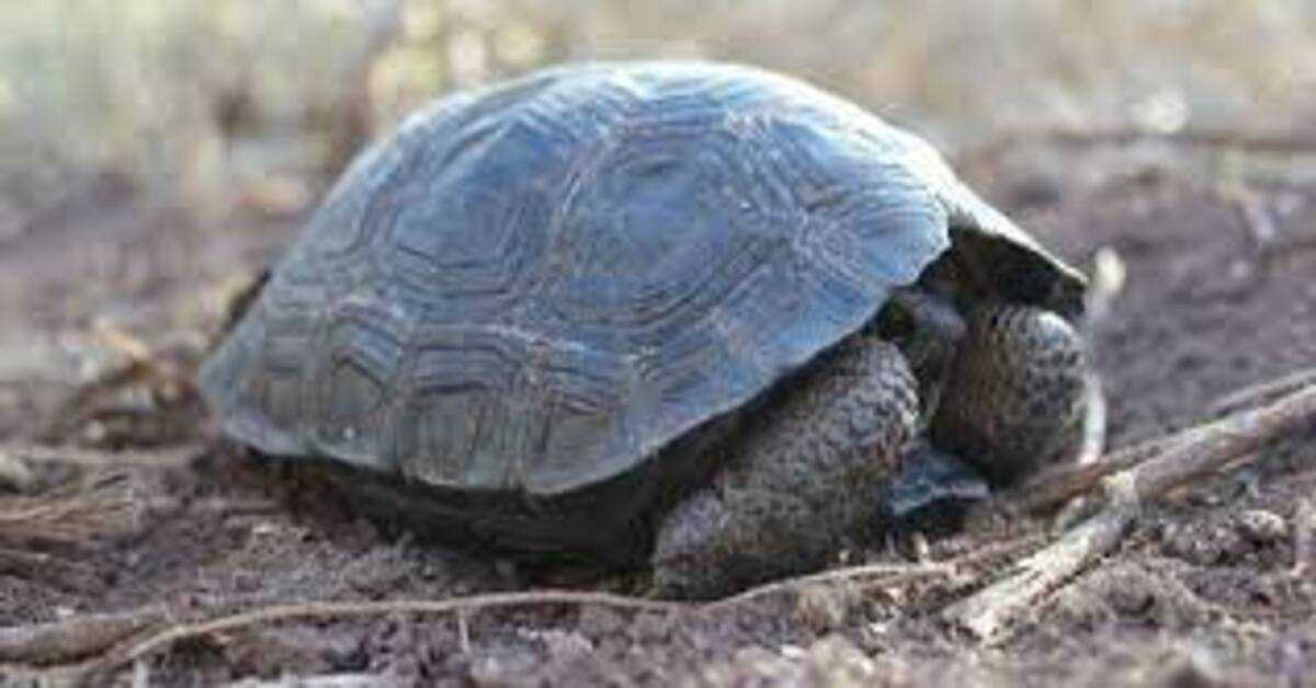 Babyskildpadder født på Galapagos-øen for første gang i hundrede år