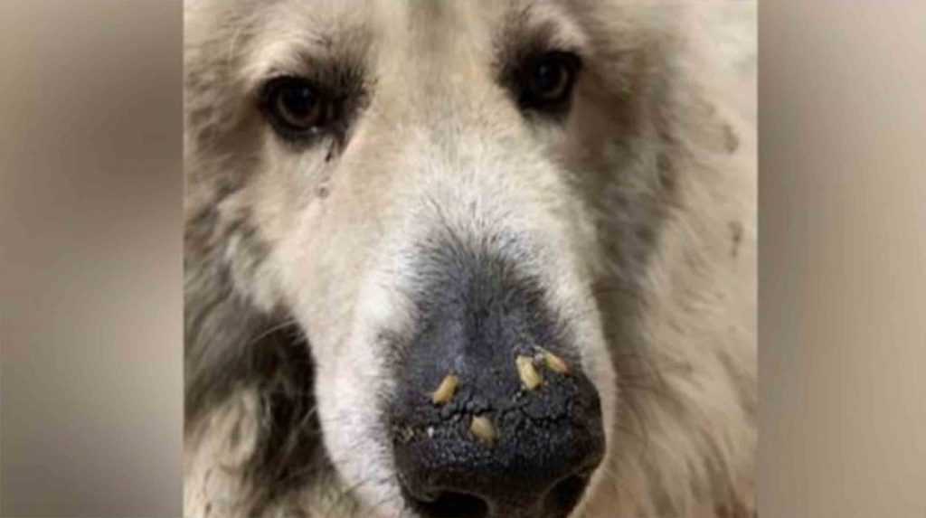 Hund kun få dage efter at dø opdaget med maddiker, der kravler i tryne