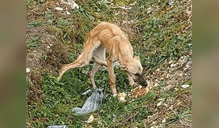 Han fandt en bange hund, der slet ikke stoler på folk og er meget trist