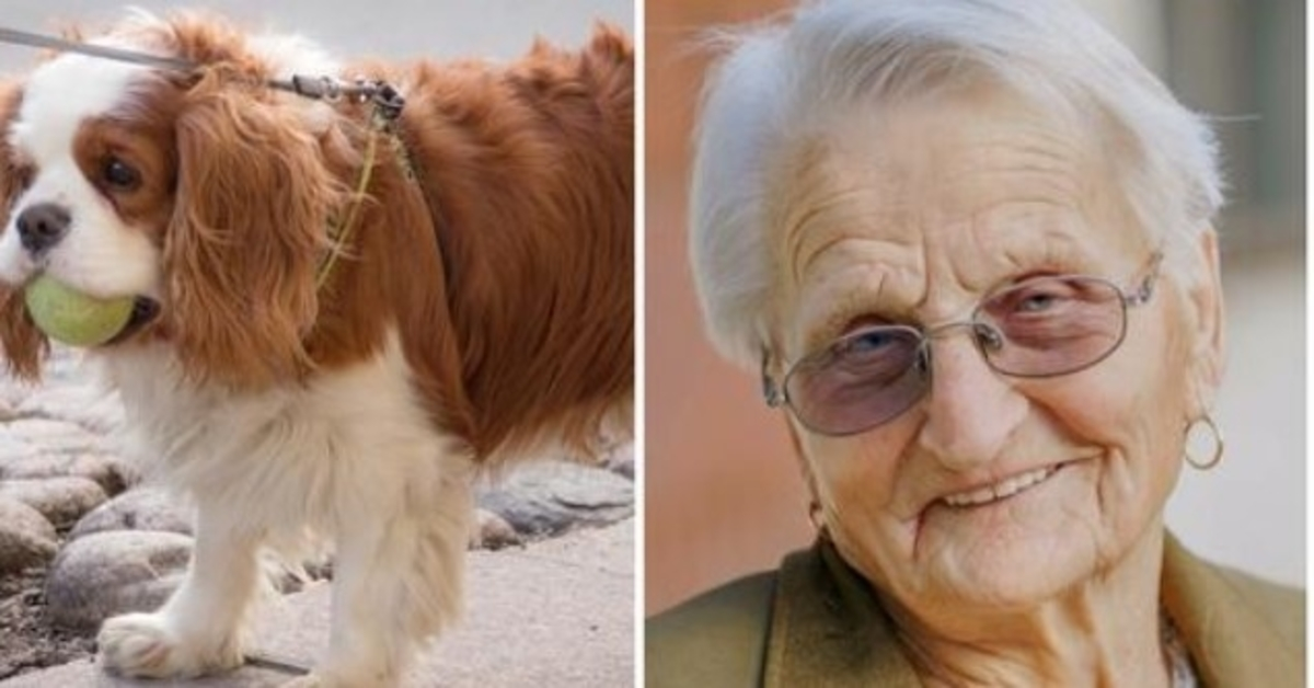 93-årig kvindes lille spaniel savnet i 2 dage, så hun ringer til politiet i tårer