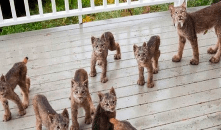 Alaskan mand vågner op for at finde en Lynx-familie, der leger på hans veranda