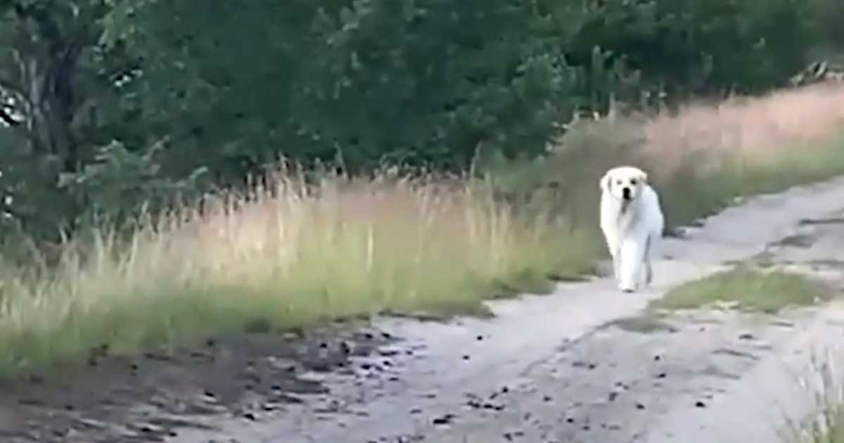 De mister håbet om at finde deres kæledyr, når en stor hvid hund dukker op på vejen