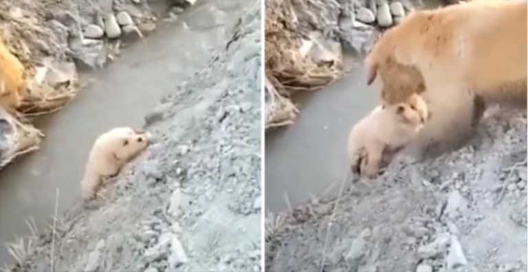 Mama Dog redder sin hvalp fra at falde i en grøft. Hun handlede frygtløst for at hjælpe ham