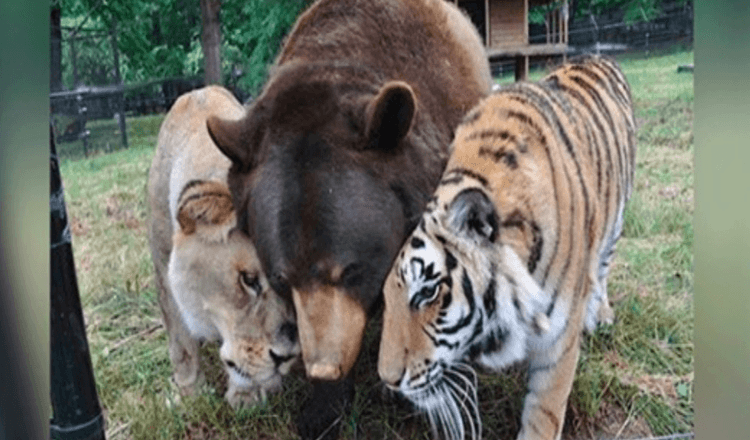 Løve, tiger og bjørn bliver livslange venner efter at være blevet reddet som unger.