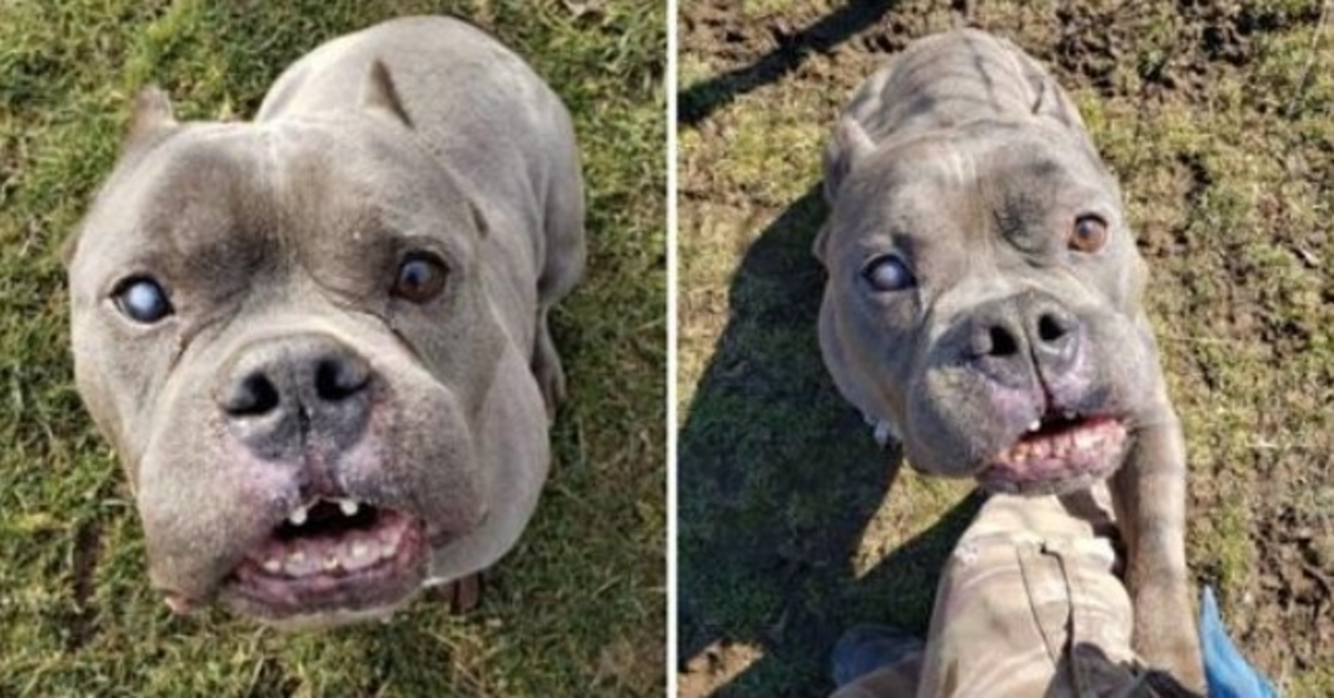 Efter lang ventetid finder den ‘grimme’ pitbull, som ingen ville have, et hjem