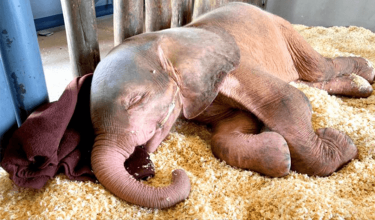 Baby albino elefant, der var fanget i en snare i dagevis, er så glad for endelig at være i sikkerhed