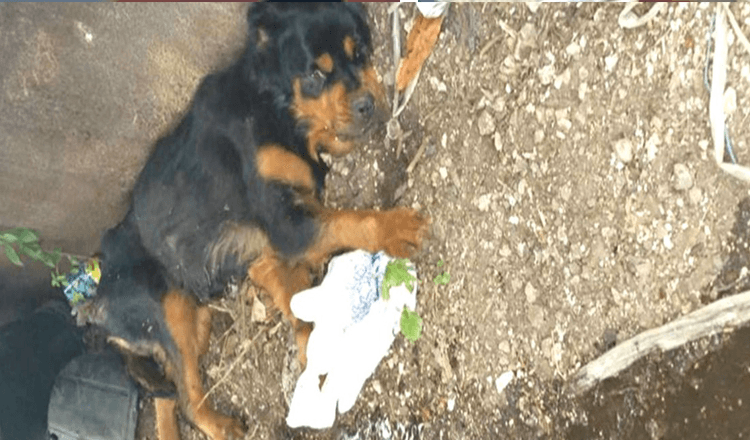 Lammet hund forladt ved dumpster Troede aldrig, nogen ville finde hende