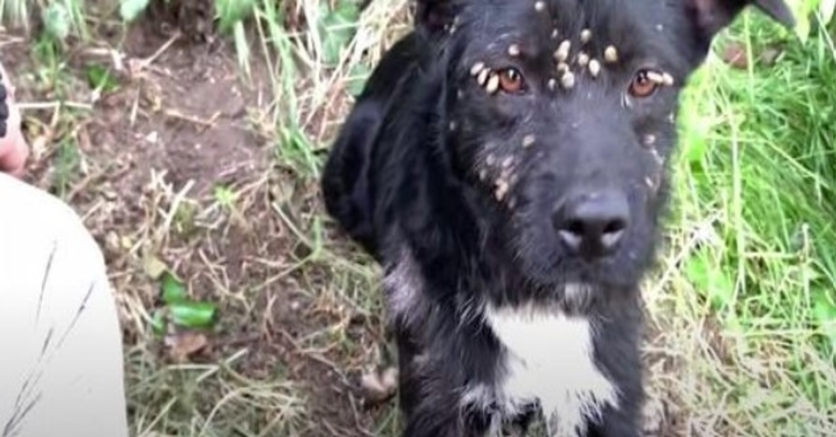 Forladt trist hund dækket med flåter og bundet til post reddet