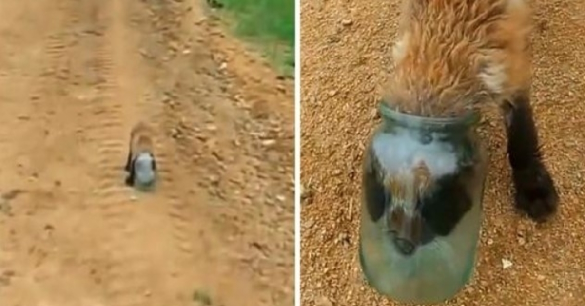 Baby Fox får sit hoved fast i en krukke og kvæles, henvender sig til mennesket for at få hjælp