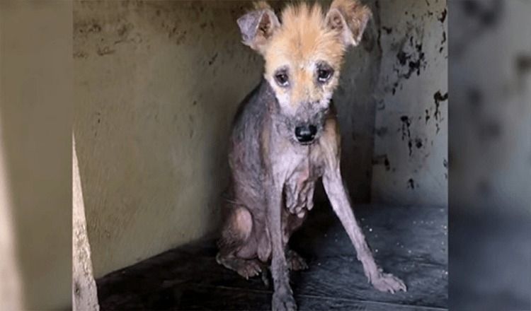 Hun krøb sammen i det gamle hundehus, hendes krop forfaldne, mens hun ventede på hjælp