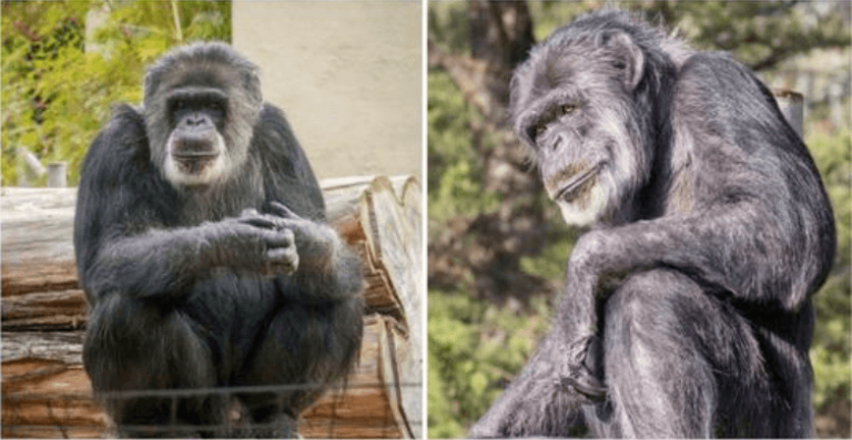 Cobby, den ældste mandlige chimpanse i USA, dør som 63-årig – Hvil i fred