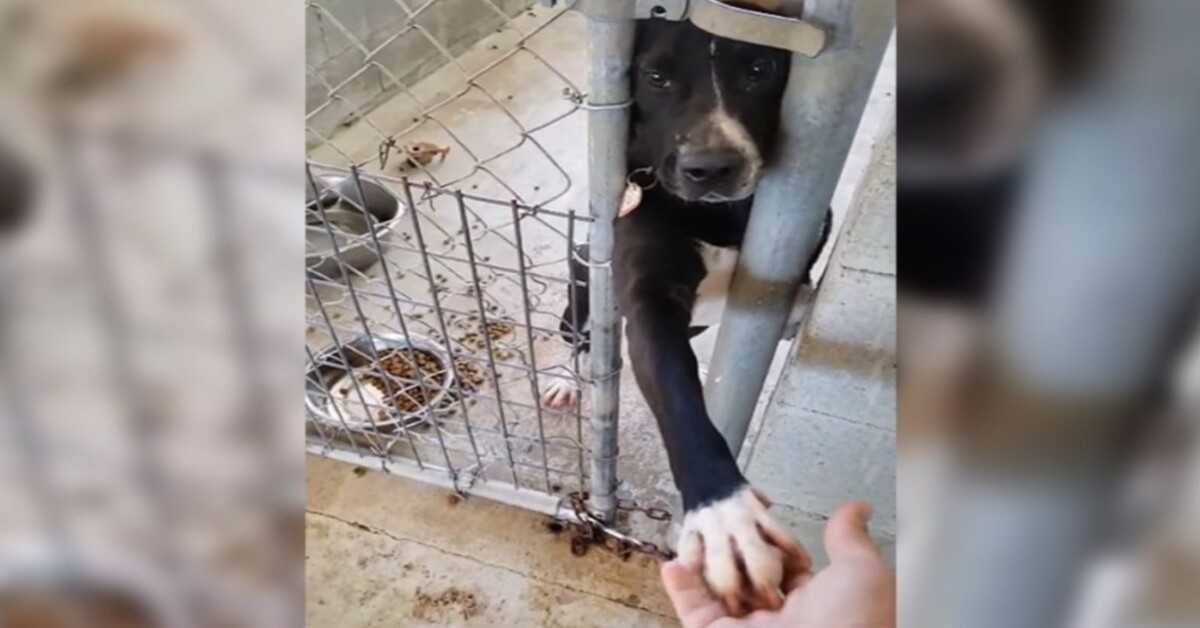 Hund sidder i krisecentret og beder om at holde hånden på enhver, der passerer