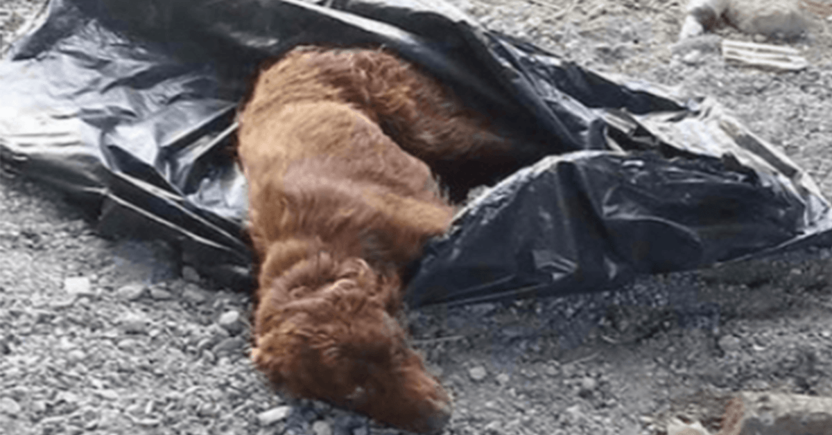 Hund bundet i skraldepose og efterladt af et flodleje til at rådne er reddet lige i tide