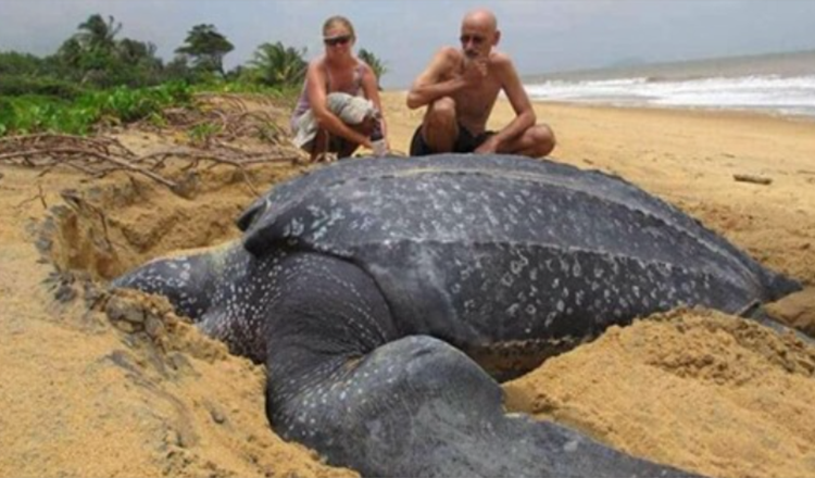 Verdens største havskildpadde dukker op fra havet, og den er fascinerende