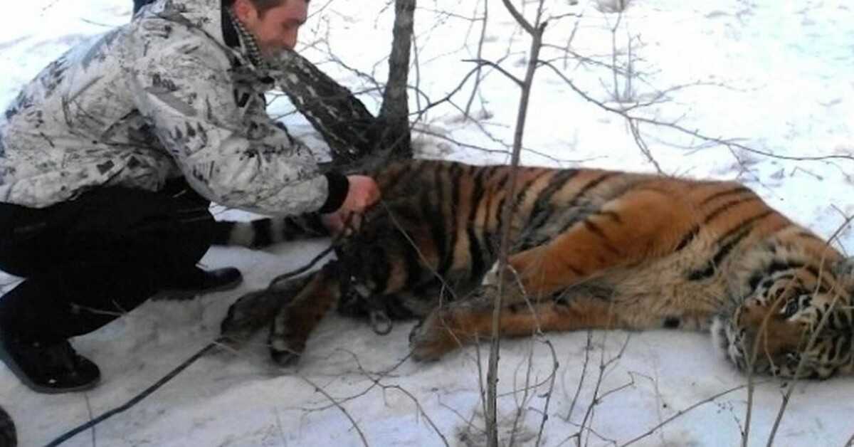 Wild Tiger kom for at anmode om hjælp til at få løkken af om halsen